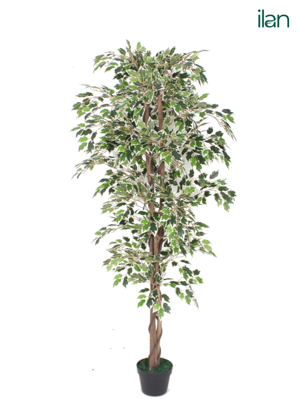 ARTIFICIAL FICUS TREE-5.3FT