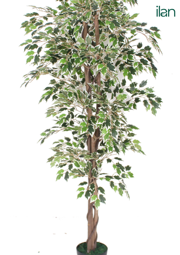 ARTIFICIAL FICUS TREE-5.3FT - Image 2