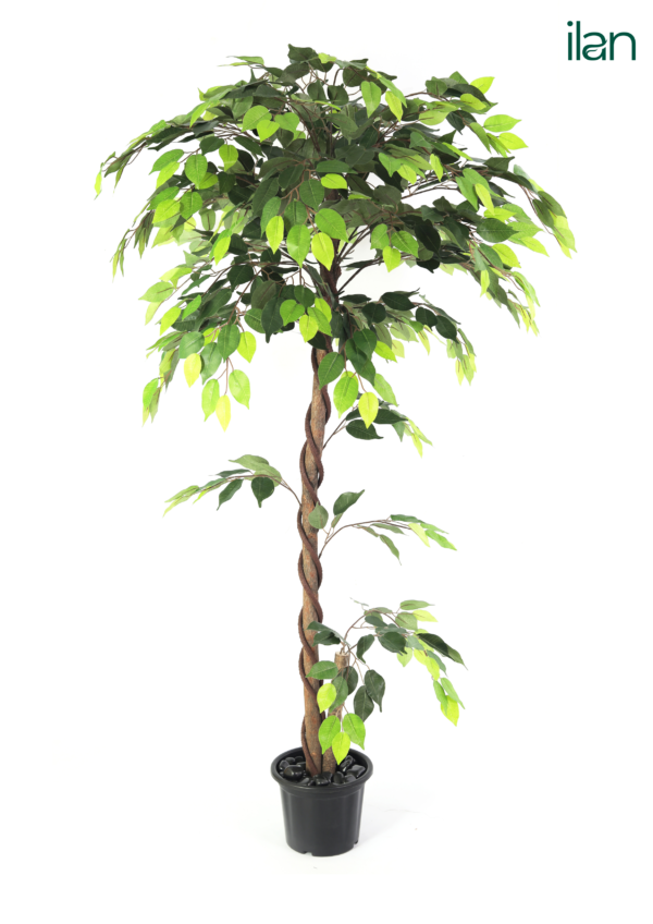 ARTIFICIAL FICUS PLANT-5.3FT
