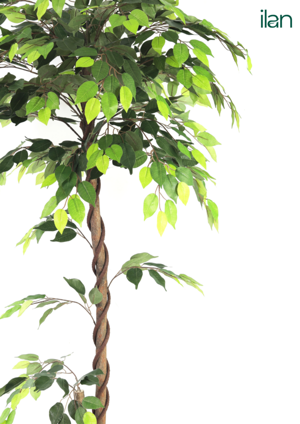 ARTIFICIAL FICUS PLANT-5.3FT - Image 2