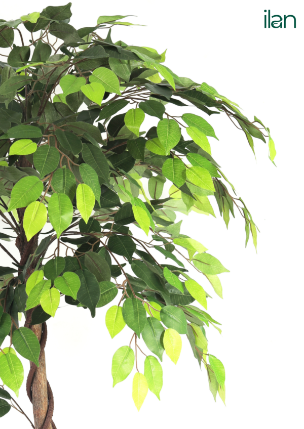 ARTIFICIAL FICUS PLANT-5.3FT - Image 4