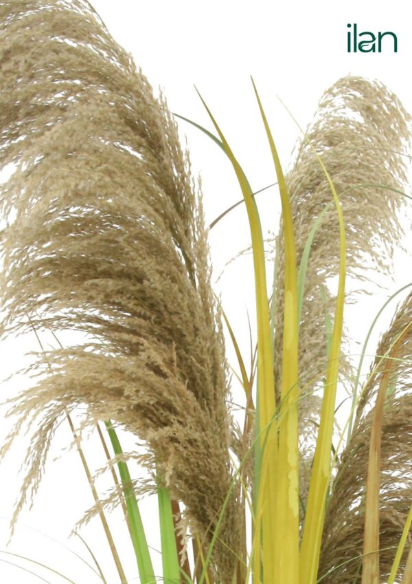 ARTIFICIAL DRIED PAMPAS GRASS PLANT-4FT - Image 3