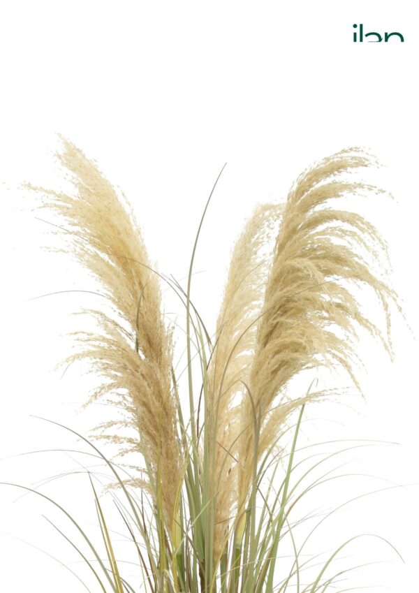 ARTIFICIAL GOLDEN PAMPAS GRASS PLANT-4FT - Image 3